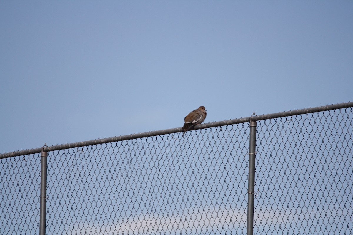 White-winged Dove - Camden Bruner