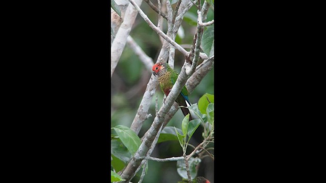 Rose-fronted Parakeet - ML513732081