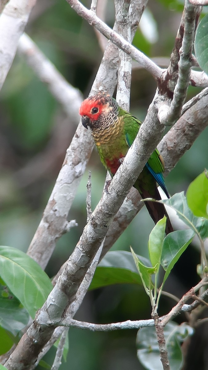 Rose-fronted Parakeet - ML513732871