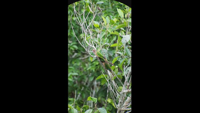 Rose-fronted Parakeet - ML513732911