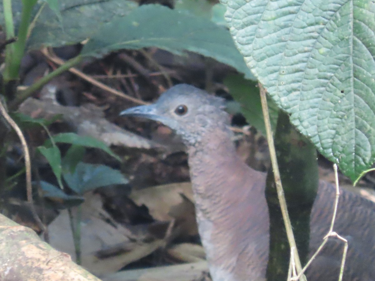 Undulated Tinamou - ML513733271