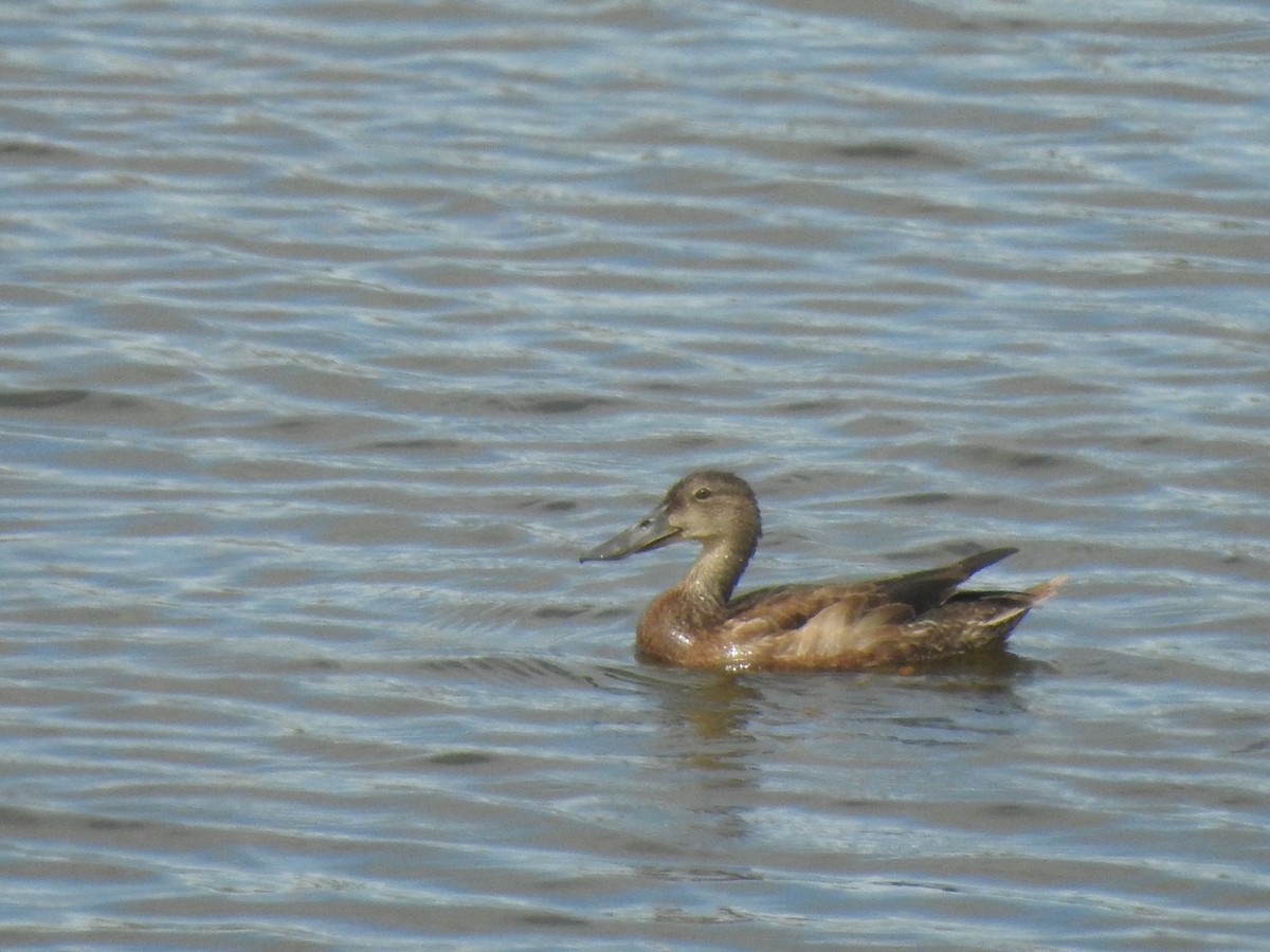 Australasian Shoveler - ML513733561