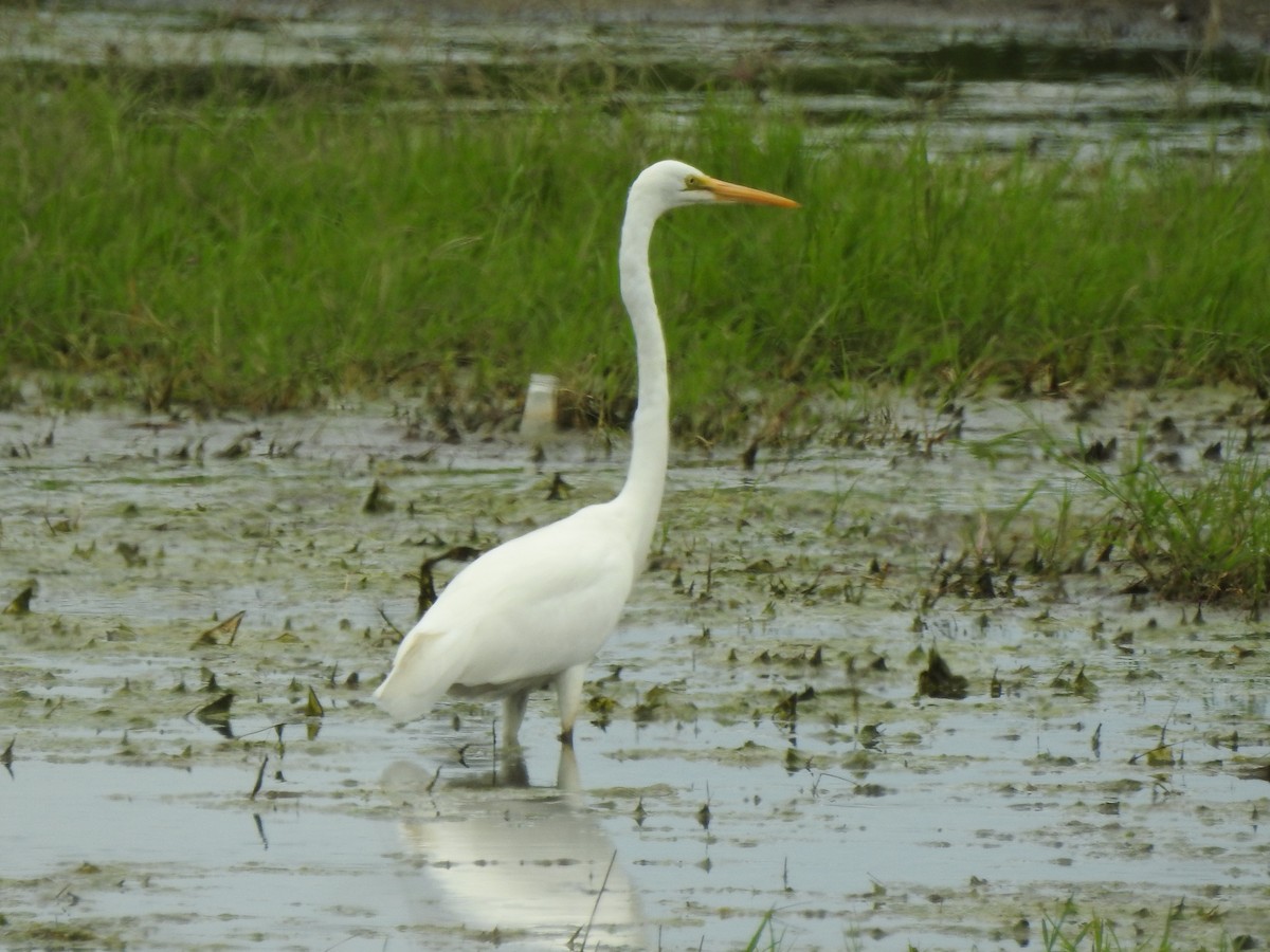 Great Egret - ML513733871