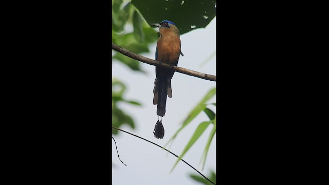 Amazonian Motmot - ML513733961