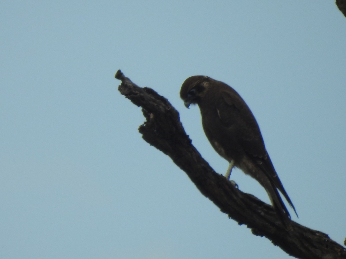 Brown Falcon - Scott Fox