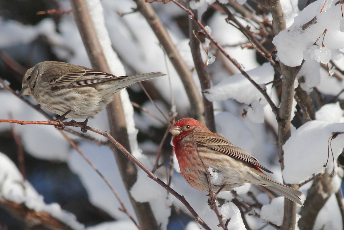 House Finch - ML51373901