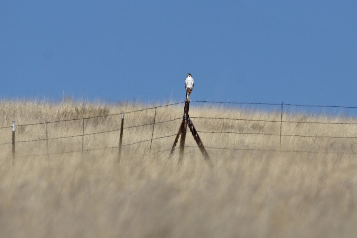 Prairie Falcon - Richard Fray