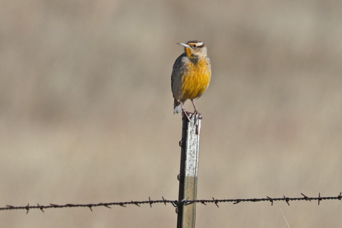 Chihuahuan Meadowlark - Richard Fray