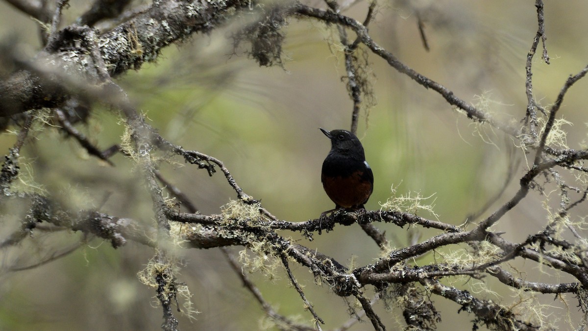 Merida Flowerpiercer - Miguel Aguilar @birdnomad