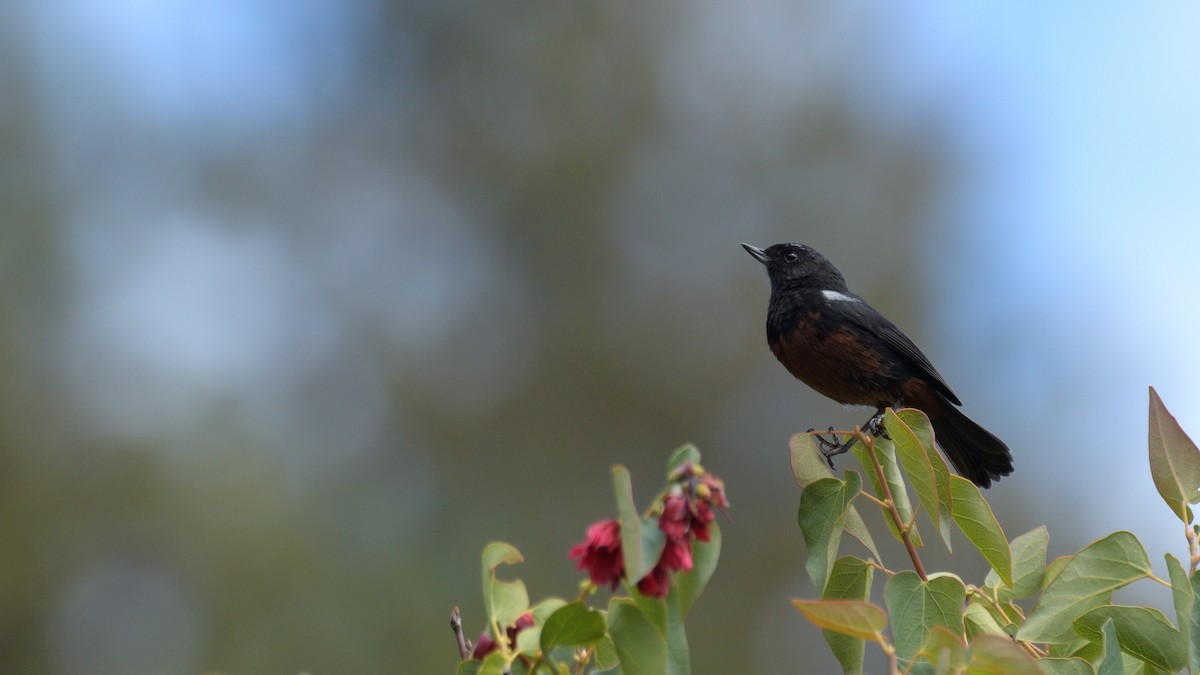 Merida Flowerpiercer - ML513739741