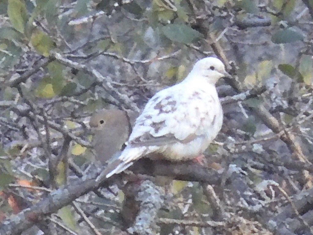 Mourning Dove - ML513741261