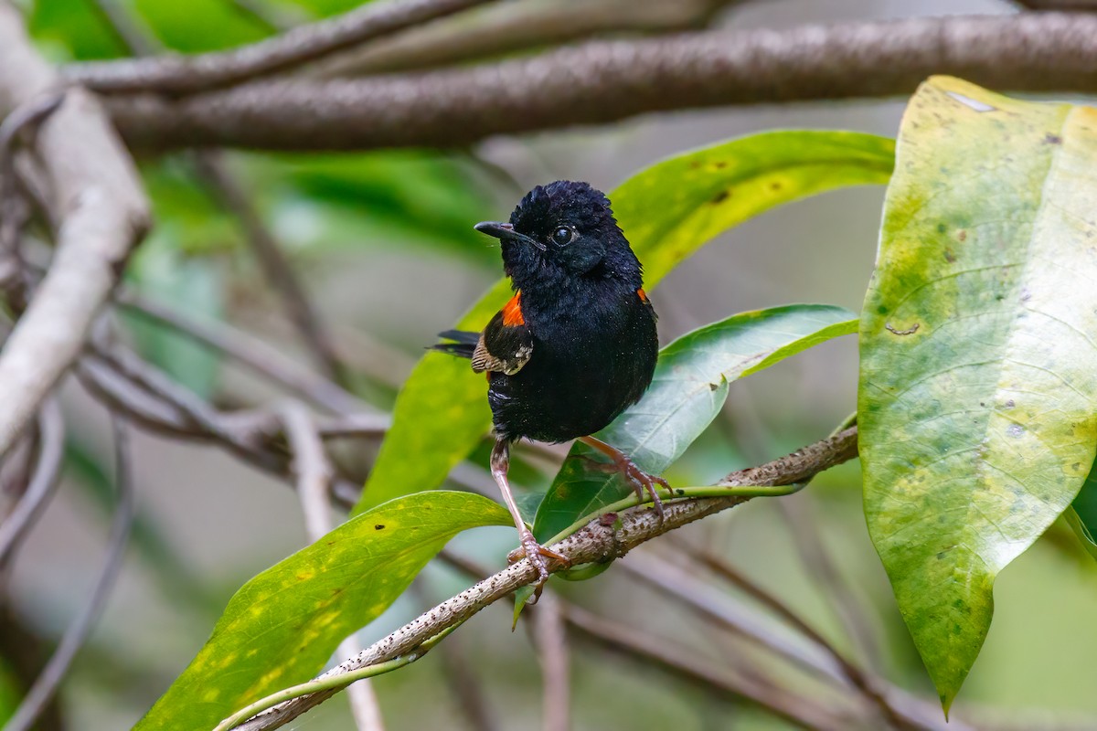 Red-backed Fairywren - Louis Backstrom