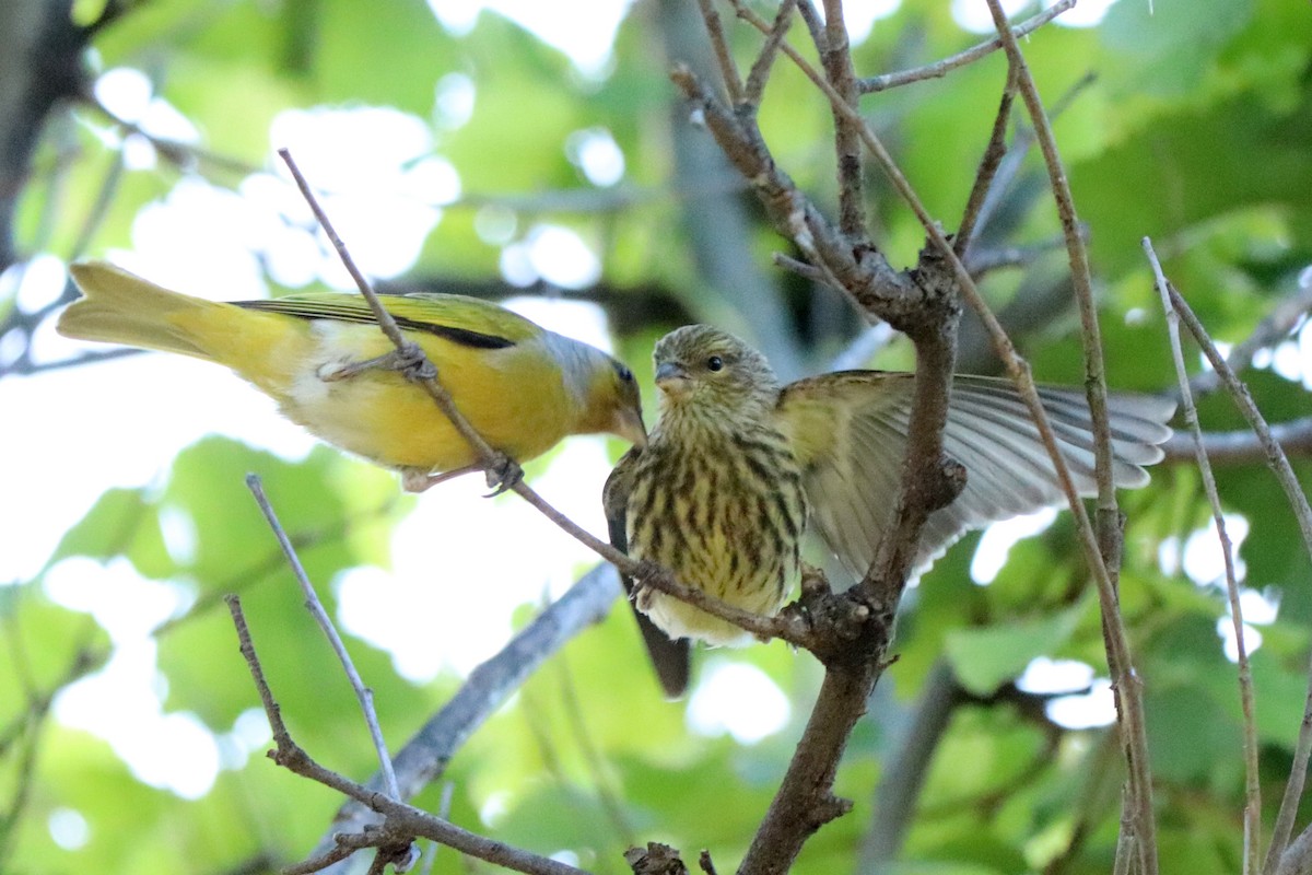 Cape Canary - ML513743211