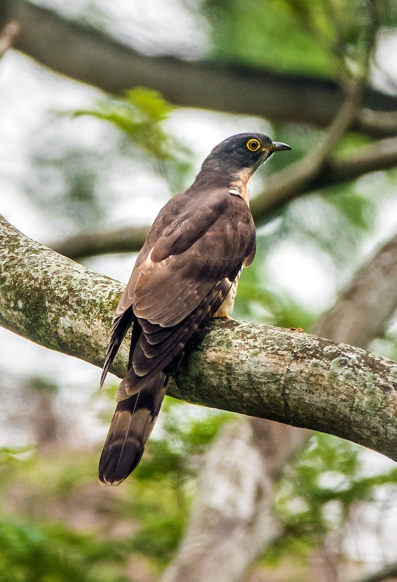 Large Hawk-Cuckoo - Russell Scott