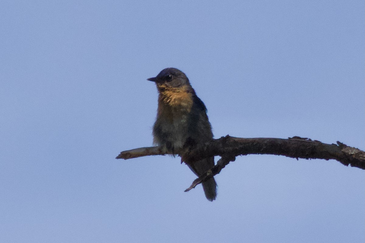 Eastern Bluebird - ML513744551