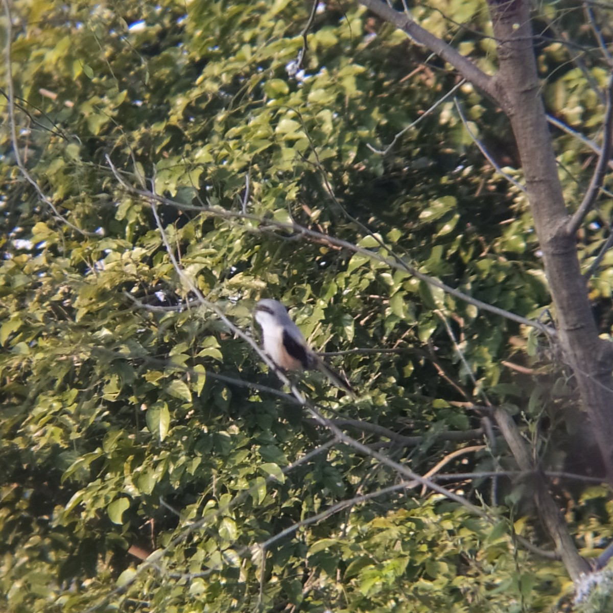 Long-tailed Shrike - Bhuvan Raj K
