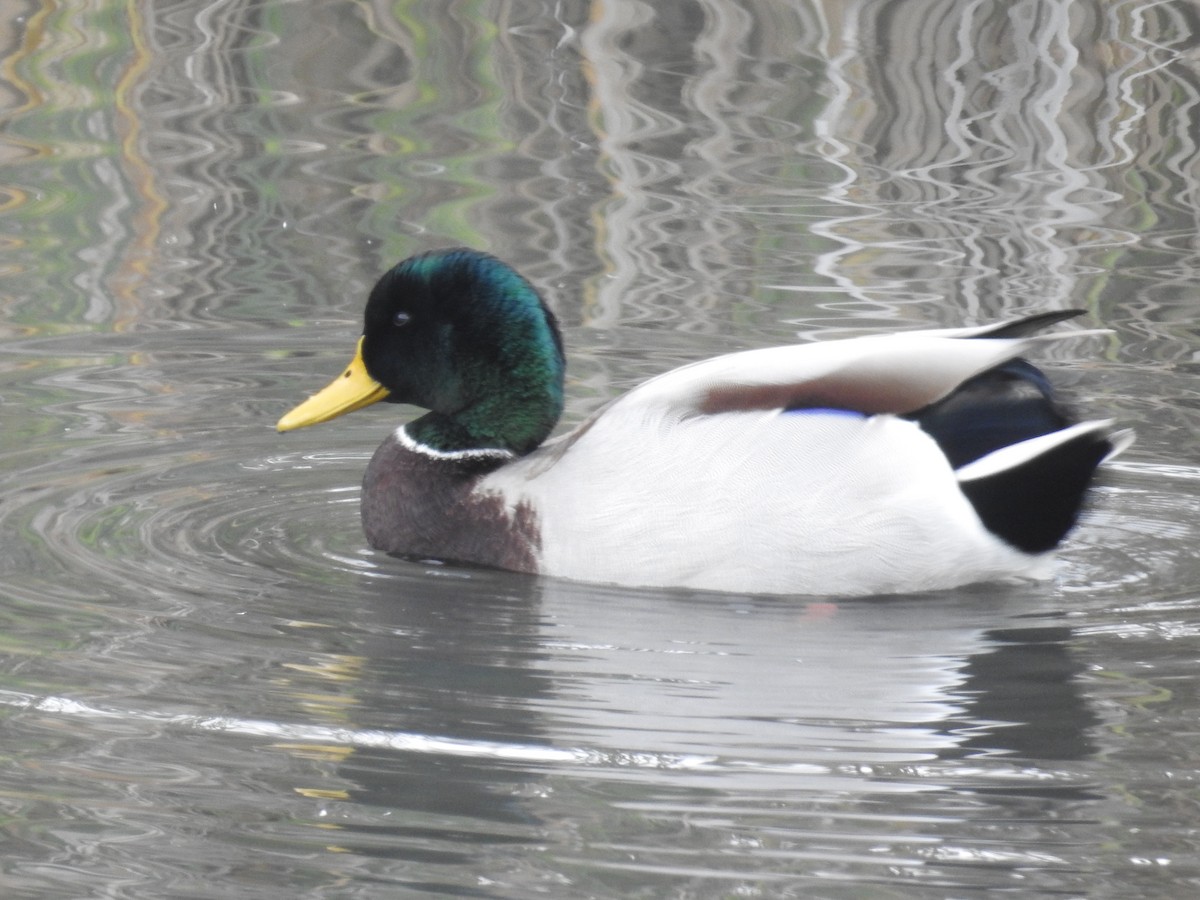 Mallard - ML51374571