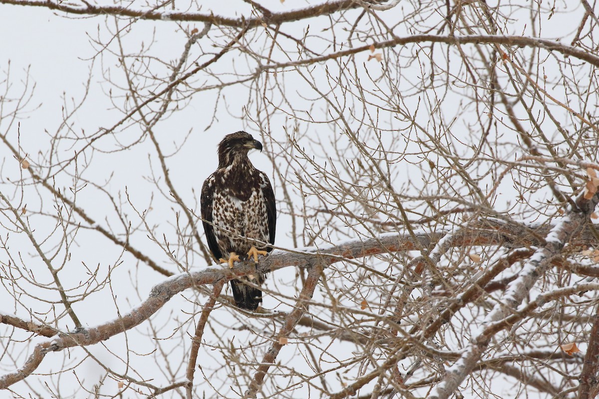 Bald Eagle - ML513747311