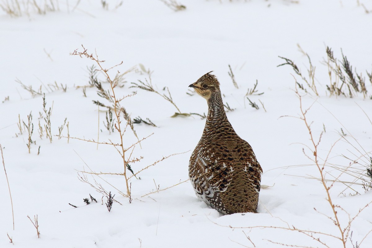 Sharp-tailed Grouse - Dan Schiebelbein