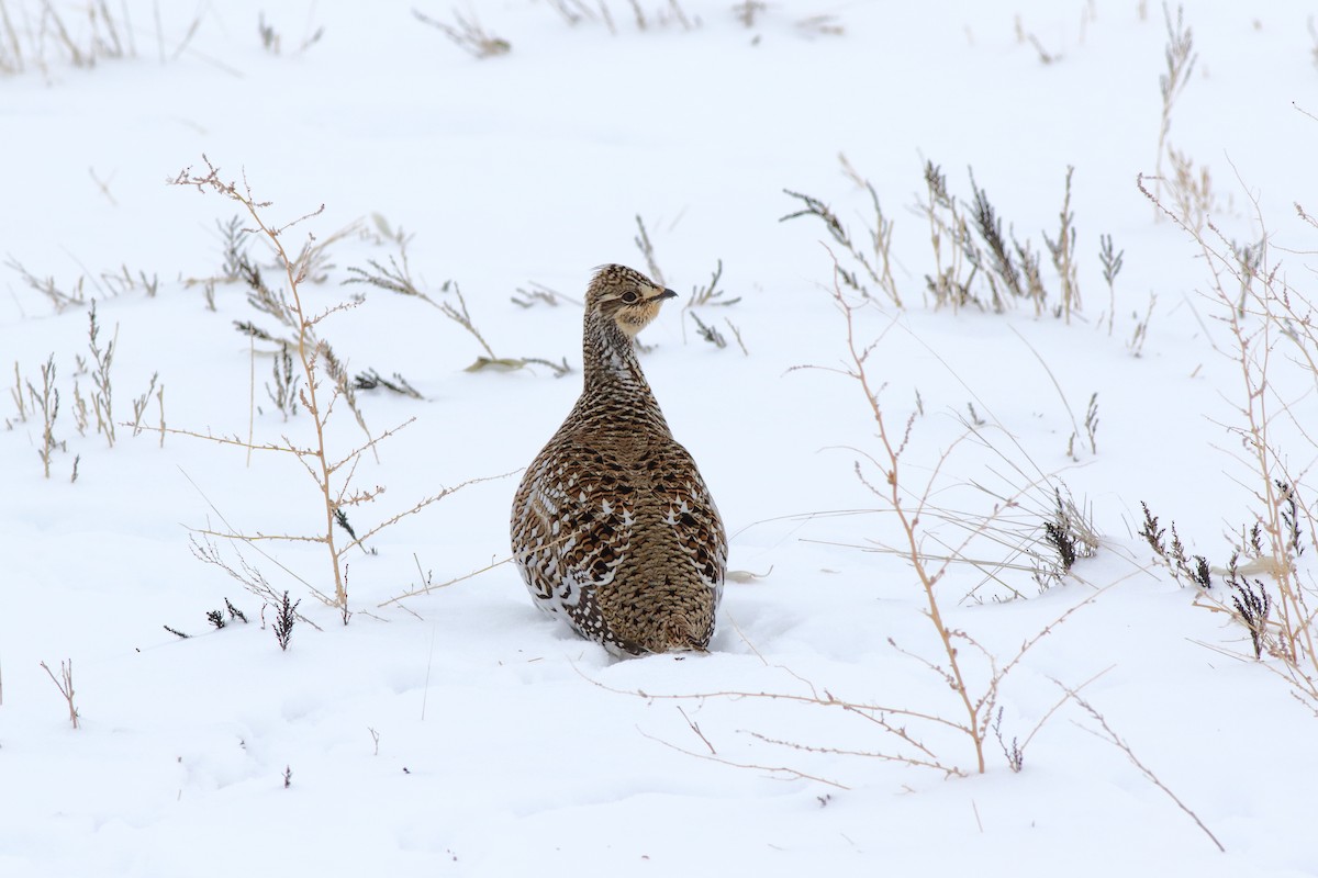 Sharp-tailed Grouse - Dan Schiebelbein