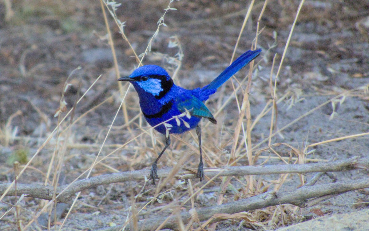 Splendid Fairywren - adam graham