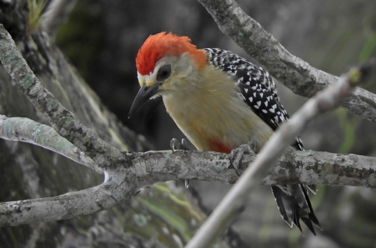 Pic à couronne rouge - ML513748361