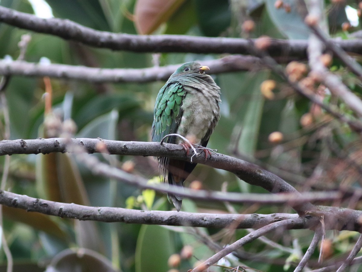 Black-chinned Fruit-Dove - ML513748981