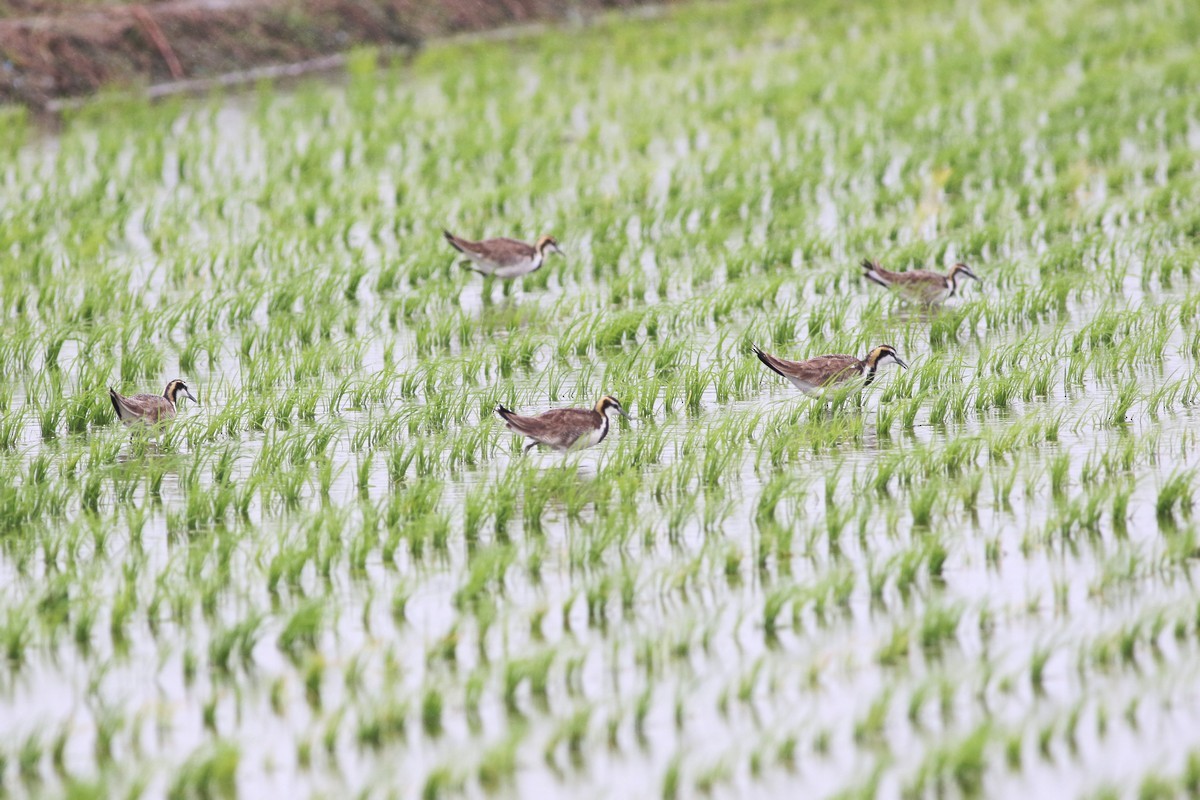Pheasant-tailed Jacana - ML513749461