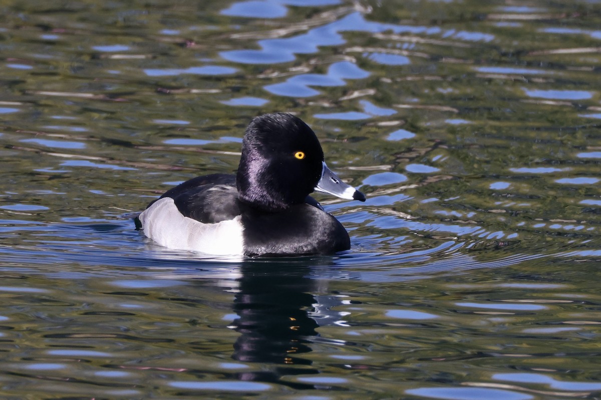 Ring-necked Duck - ML513751341