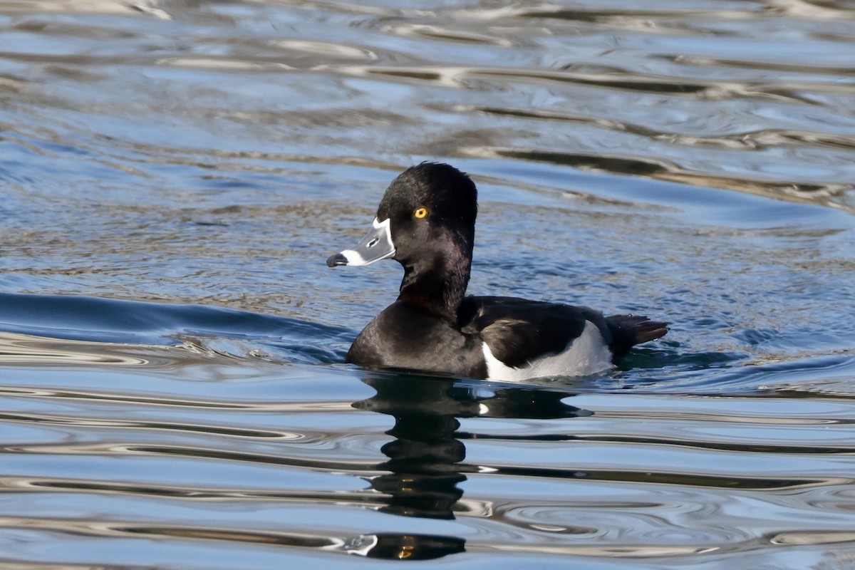 Ring-necked Duck - ML513751371