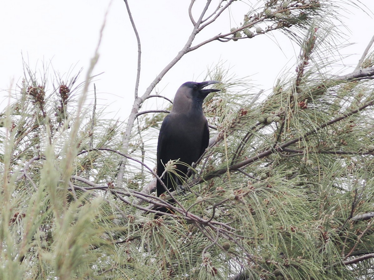 House Crow - ML513751491