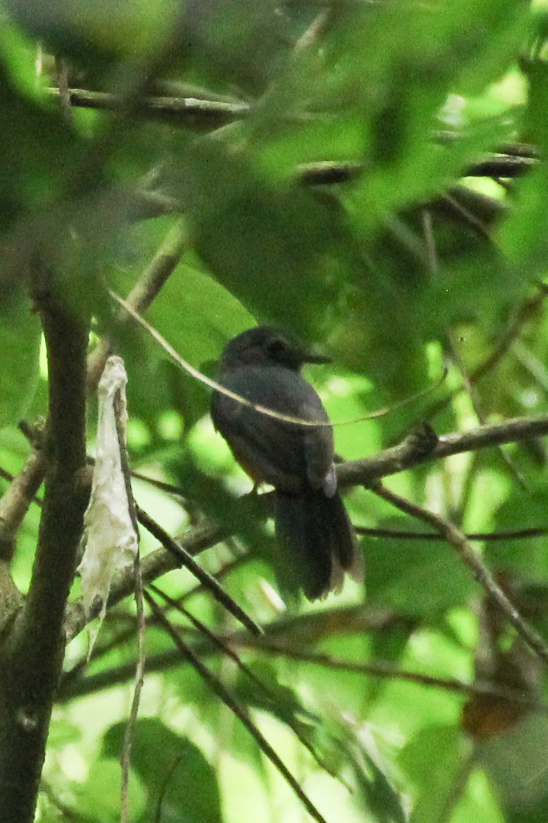 Bluish-slate Antshrike - Frank Thierfelder