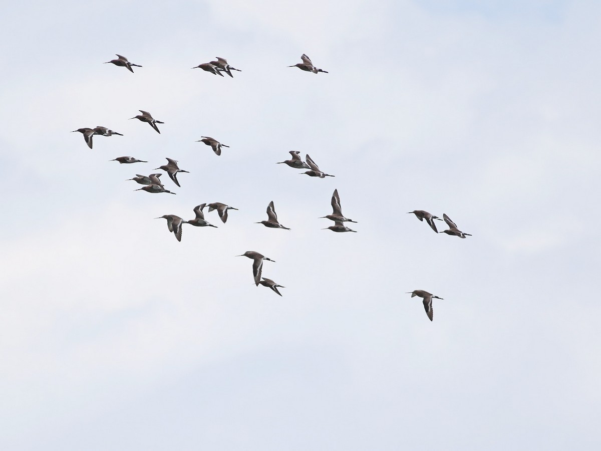 Black-tailed Godwit - Zhi-Yuan Cai