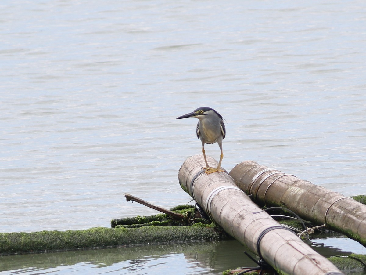 Little Heron - ML513752581