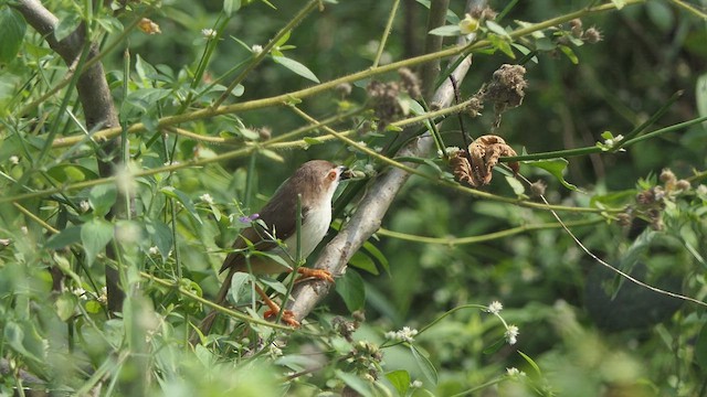 Yellow-eyed Babbler - ML513754081