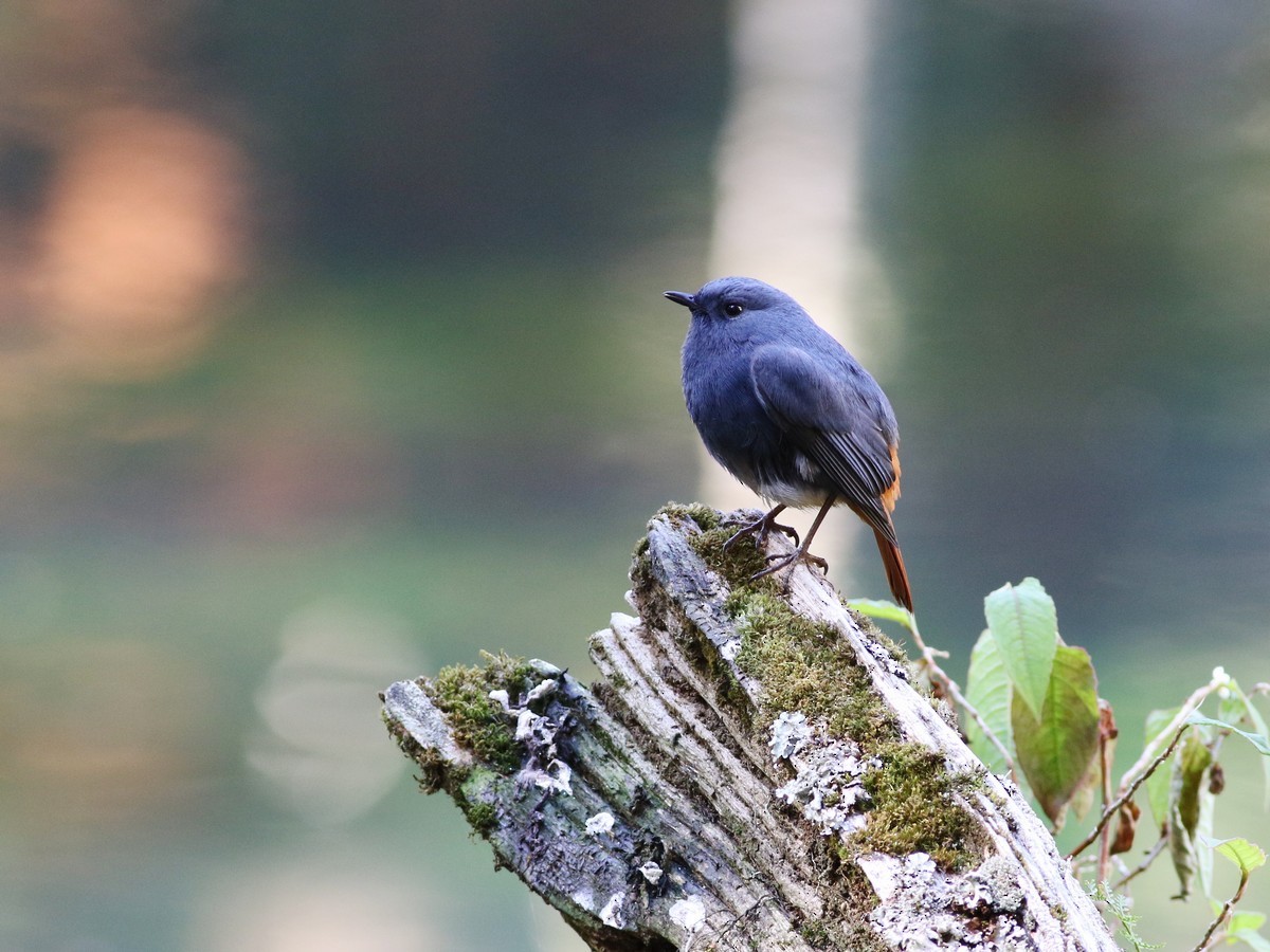 Plumbeous Redstart - ML513755931