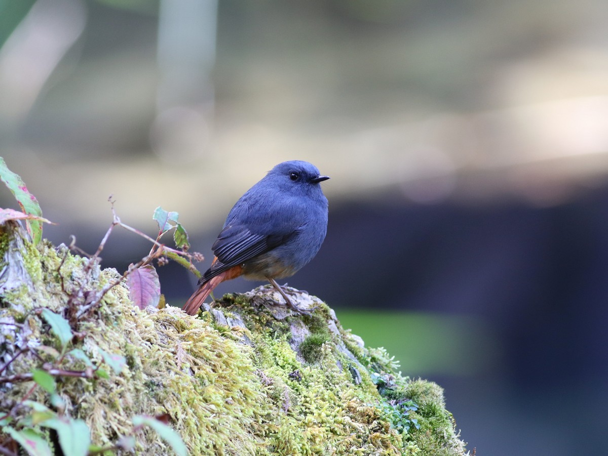 Plumbeous Redstart - ML513755961