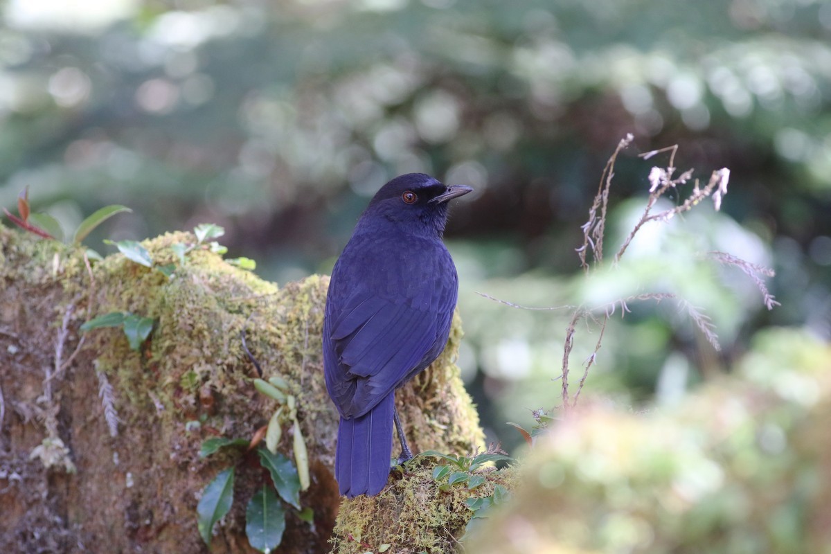 Taiwan Whistling-Thrush - ML513756001