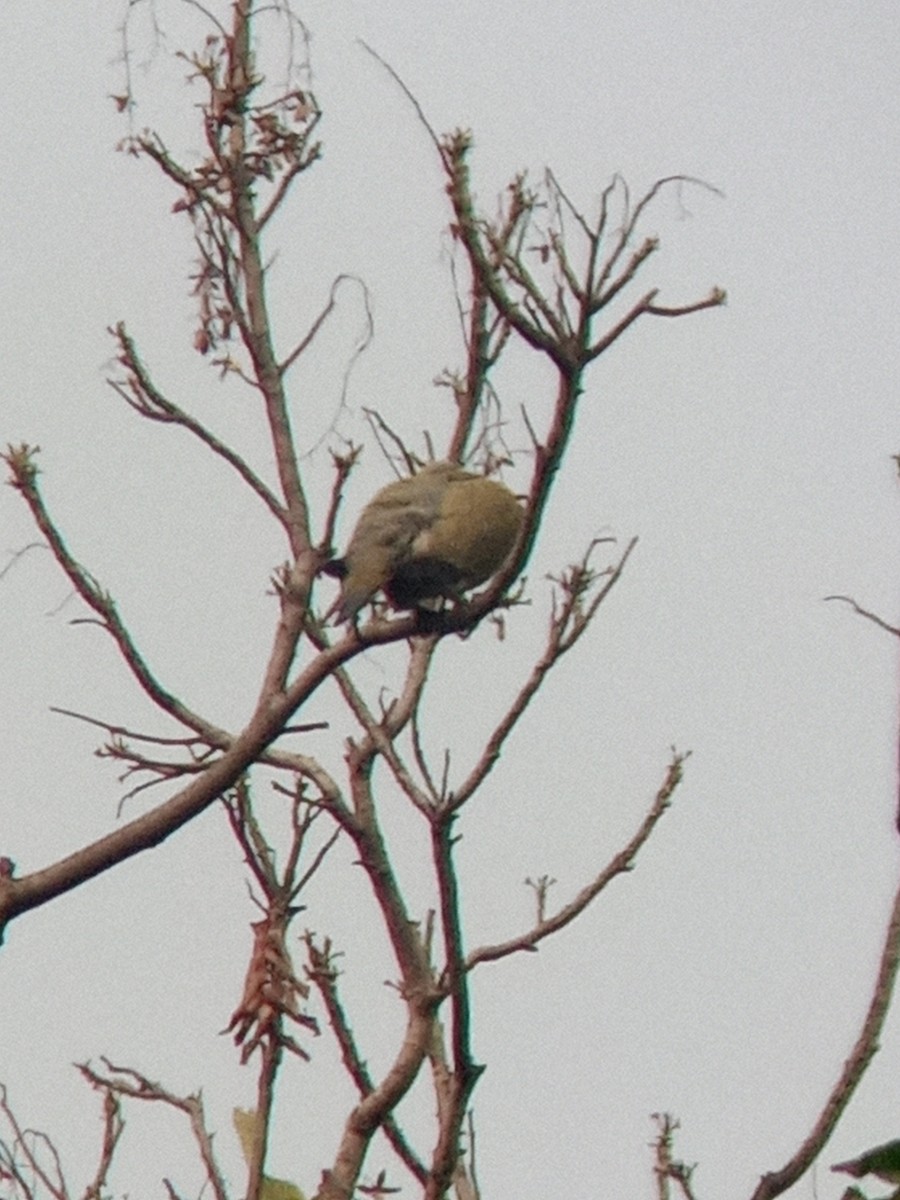 Yellow-footed Green-Pigeon - ML513756611