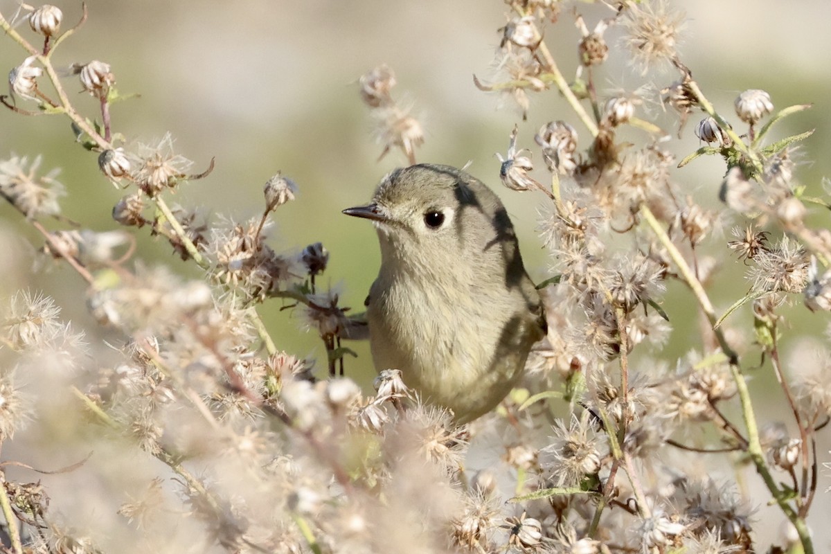 Ruby-crowned Kinglet - ML513756801