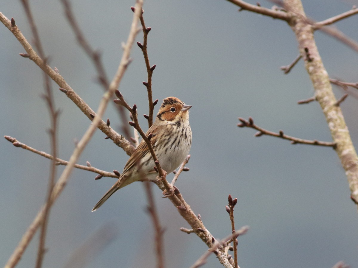 Little Bunting - ML513756831