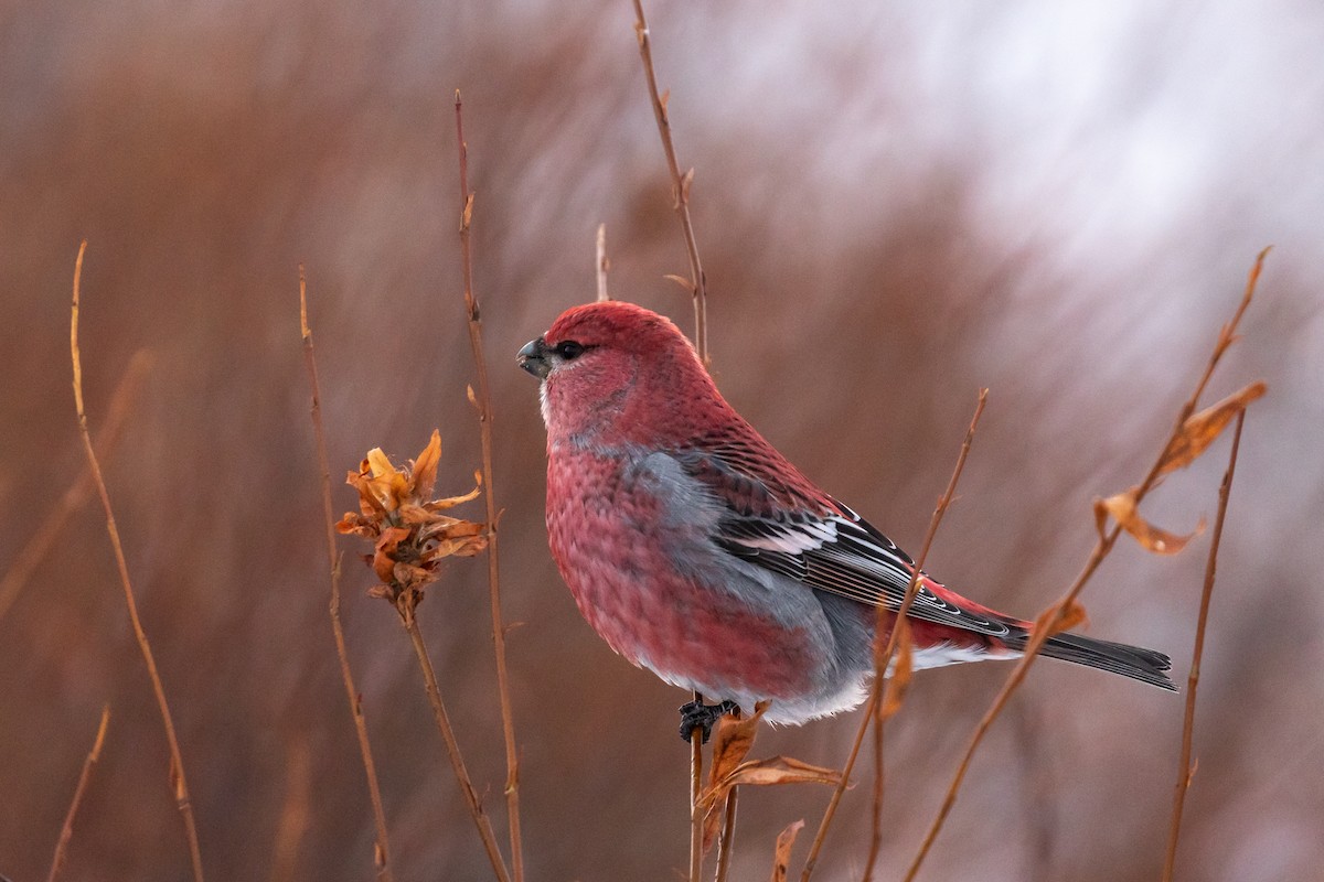 Pine Grosbeak - ML513756901