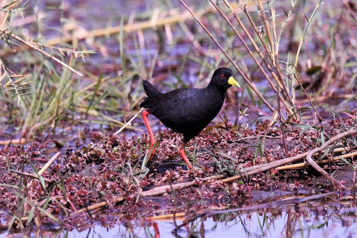 Black Crake - Christian Engel