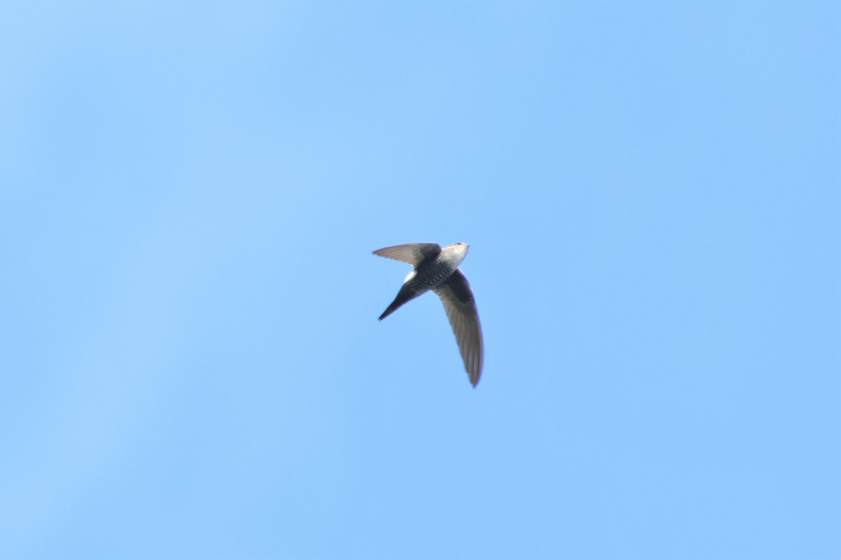 Pacific Swift - ML513757241