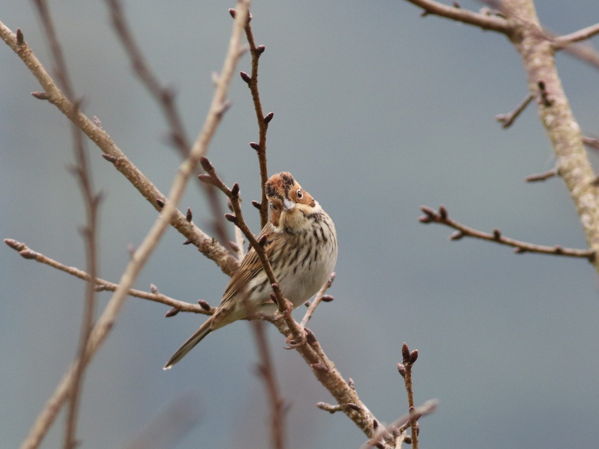 Little Bunting - ML513757441