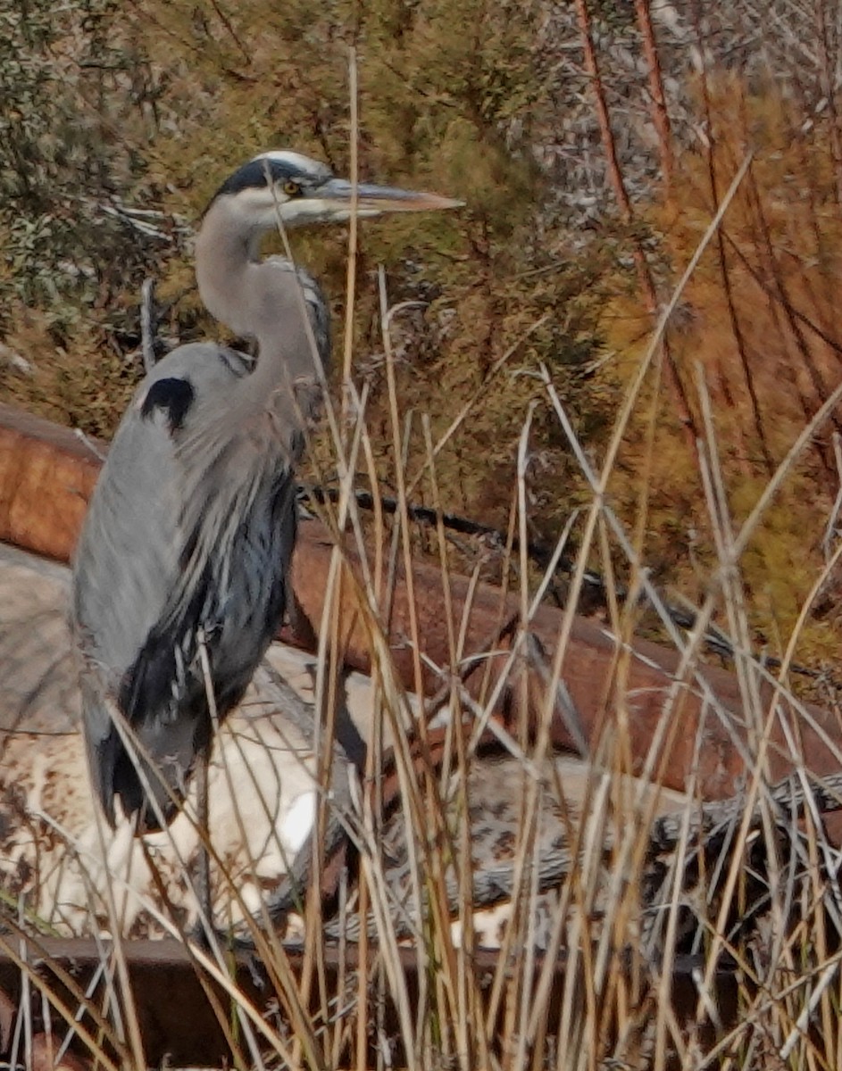 Great Blue Heron - ML513757871