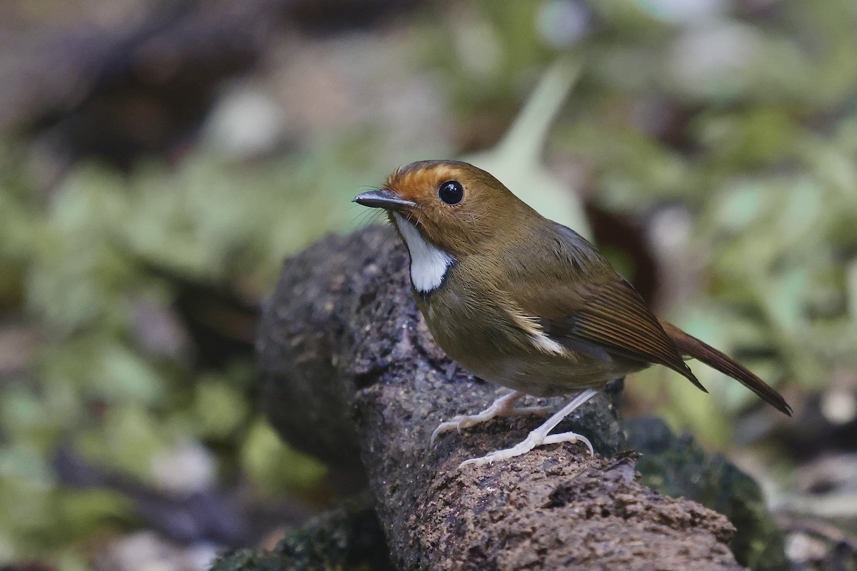 Rufous-browed Flycatcher - ML513759441