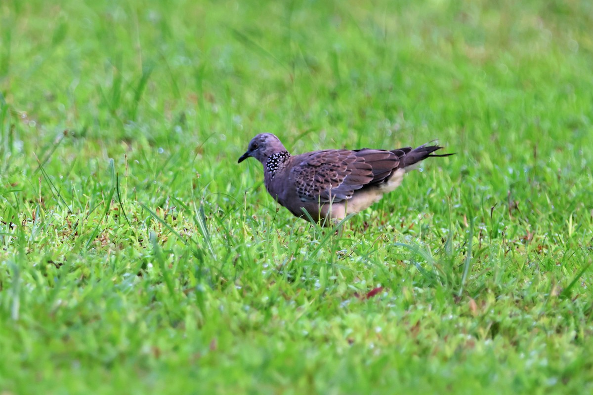 Spotted Dove - ML513759711