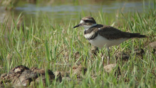 Killdeer - ML513763181