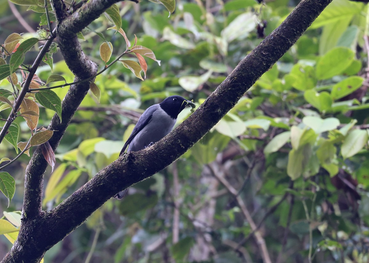 Madagascar Cuckooshrike - ML513763651